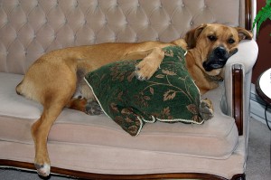 Moving in new York City with your pets