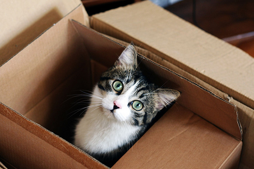 Moving process can be stressful both for you and your pets